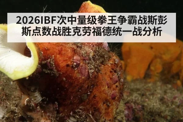 2026IBF次中量级拳王争霸战斯彭斯点数战胜克劳福德统一战分析